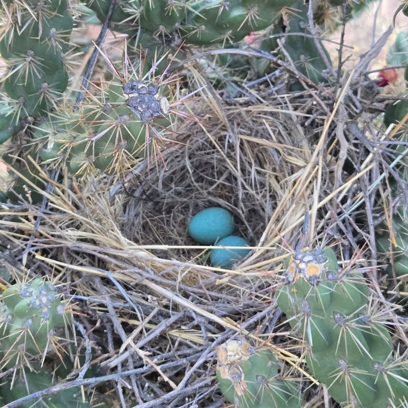 Where These Birds Usually Build Their Nests Where These Birds Usually Build Their Nests