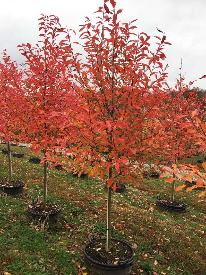 Where This Native Tree Grows Best