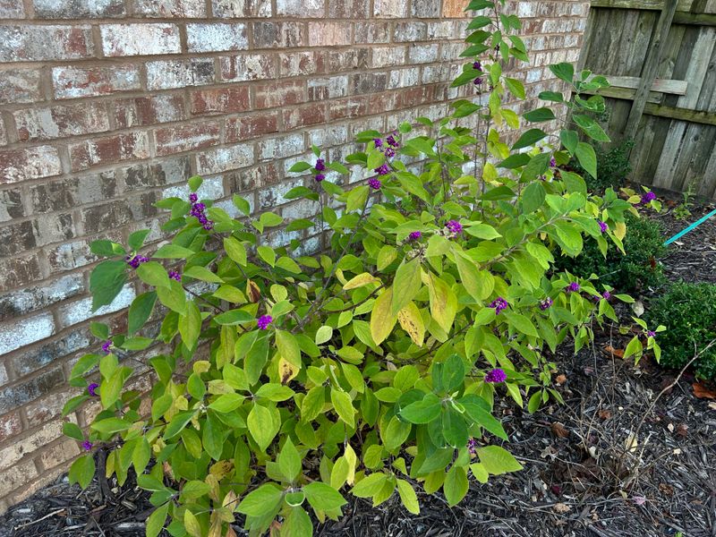 Where This Shrub Thrives Best In Texas Landscapes Where This Shrub Thrives Best In Texas Landscapes
