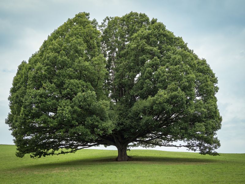 Where This Tree Fits Best In Your Yard