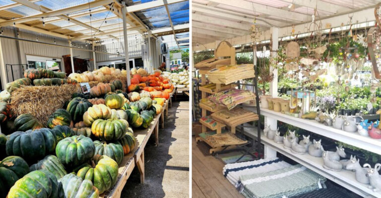 Where To Find Texas Native Edible Plants Garden Centers Rarely Carry