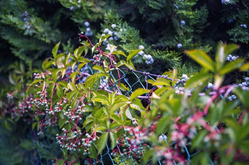 Where To Grow It Safely Where To Grow It Safely