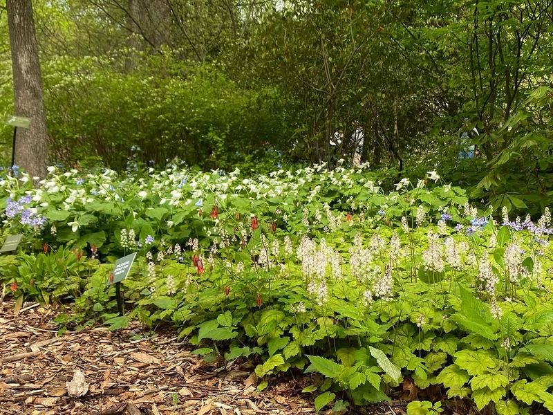 Where To Grow It Where To Grow It