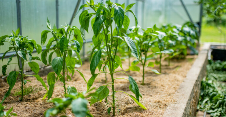 Where To Mulch First In Your Tennessee Garden Before Summer Heat Arrives