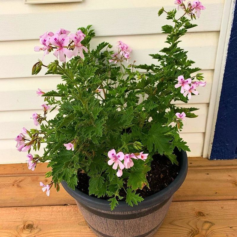 Where To Place It For The Best Porch Effect