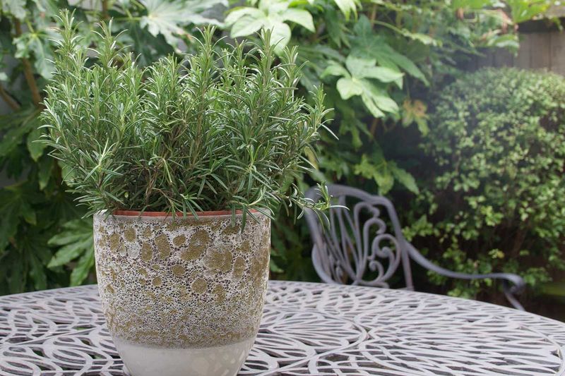 Where To Place Rosemary For The Most Porch Protection Where To Place Rosemary For The Most Porch Protection