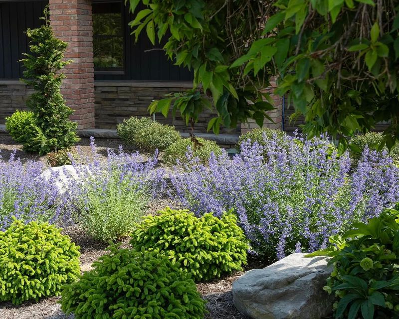 Where To Plant Catmint For The Best Effect