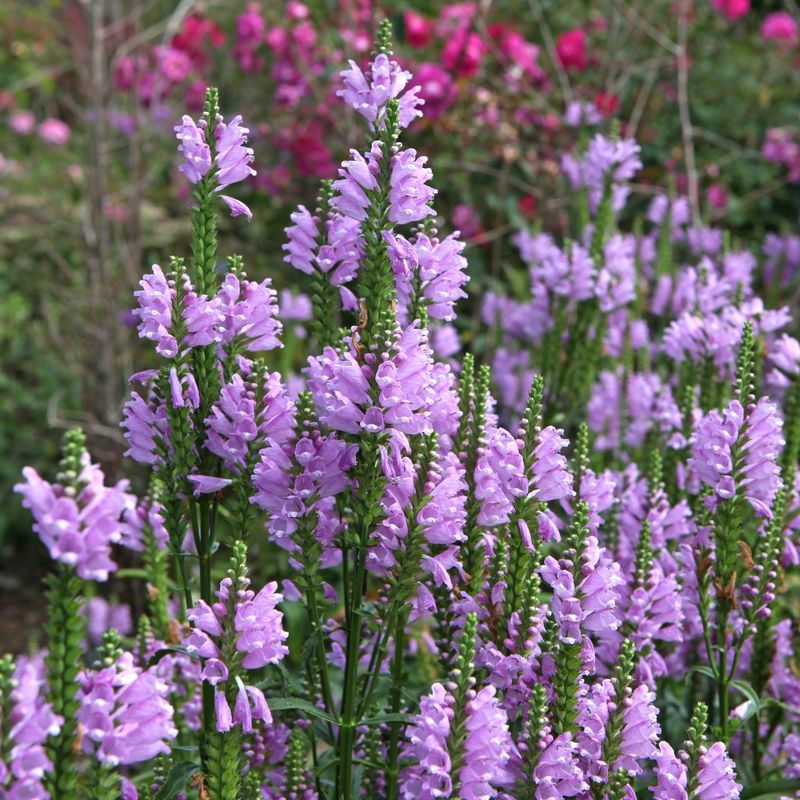 Where To Plant It Where To Plant It