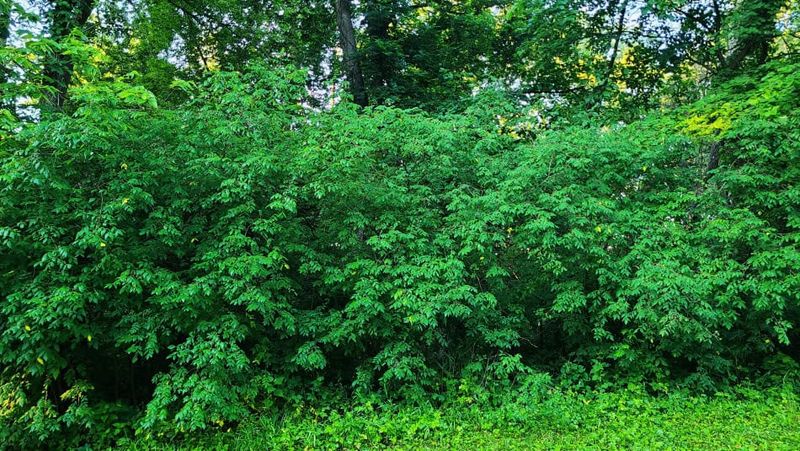 Where To Plant It For The Best Border Effect