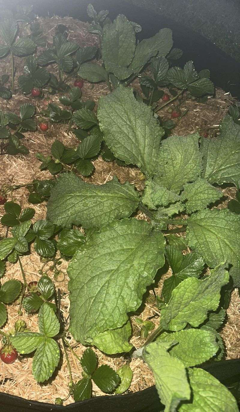 Where To Plant It Near Your Strawberry Bed Where To Plant It Near Your Strawberry Bed