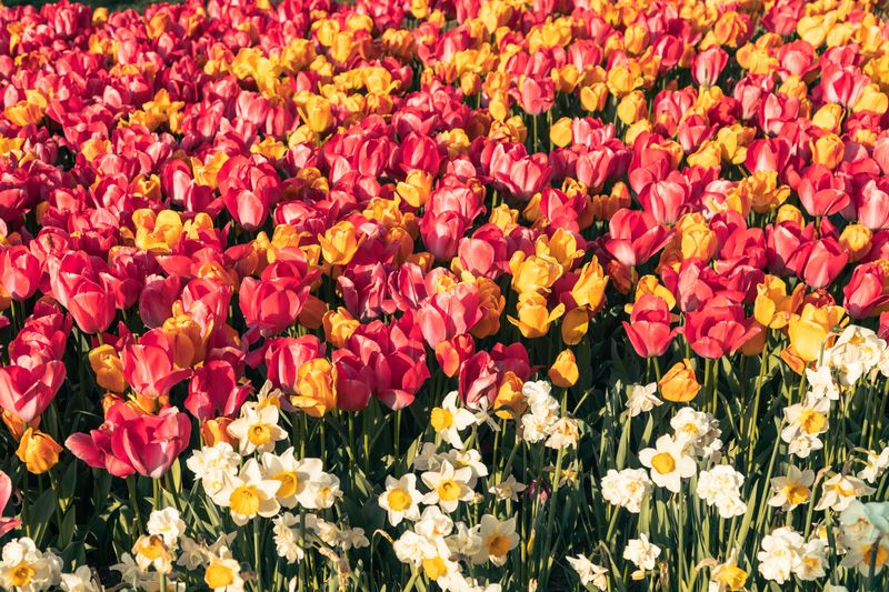 Which Bulbs Are Worth Planting Before The Ground Freezes Which Bulbs Are Worth Planting Before The Ground Freezes