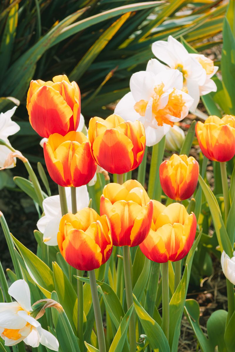Which Bulbs Thrive Best In Ohio Gardens This Fall Which Bulbs Thrive Best In Ohio Gardens This Fall