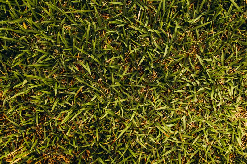 Which Grass Types Are Most At Risk