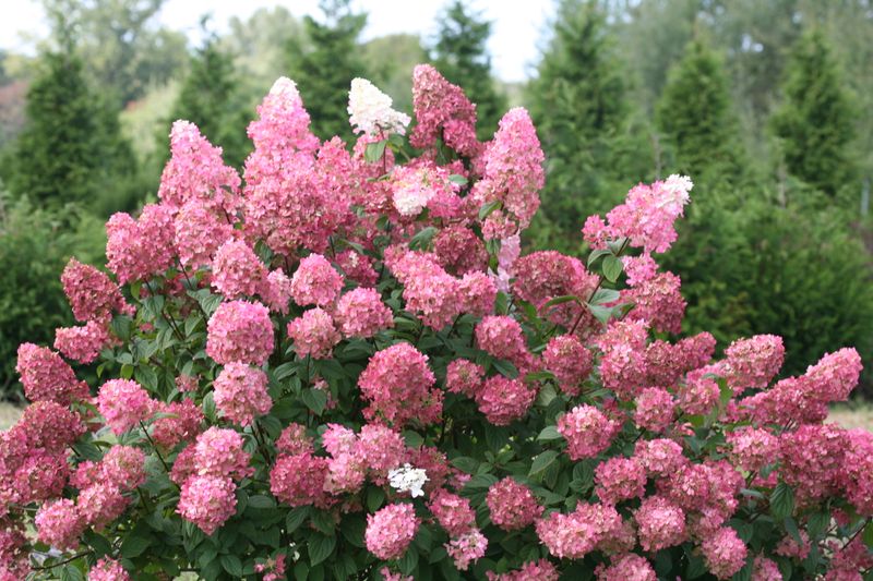 Which Hydrangeas Follow Different Pruning Rules Which Hydrangeas Follow Different Pruning Rules