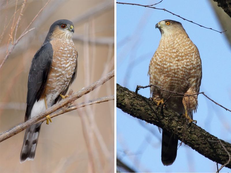 Which North Carolina Hawk Keeps Appearing?