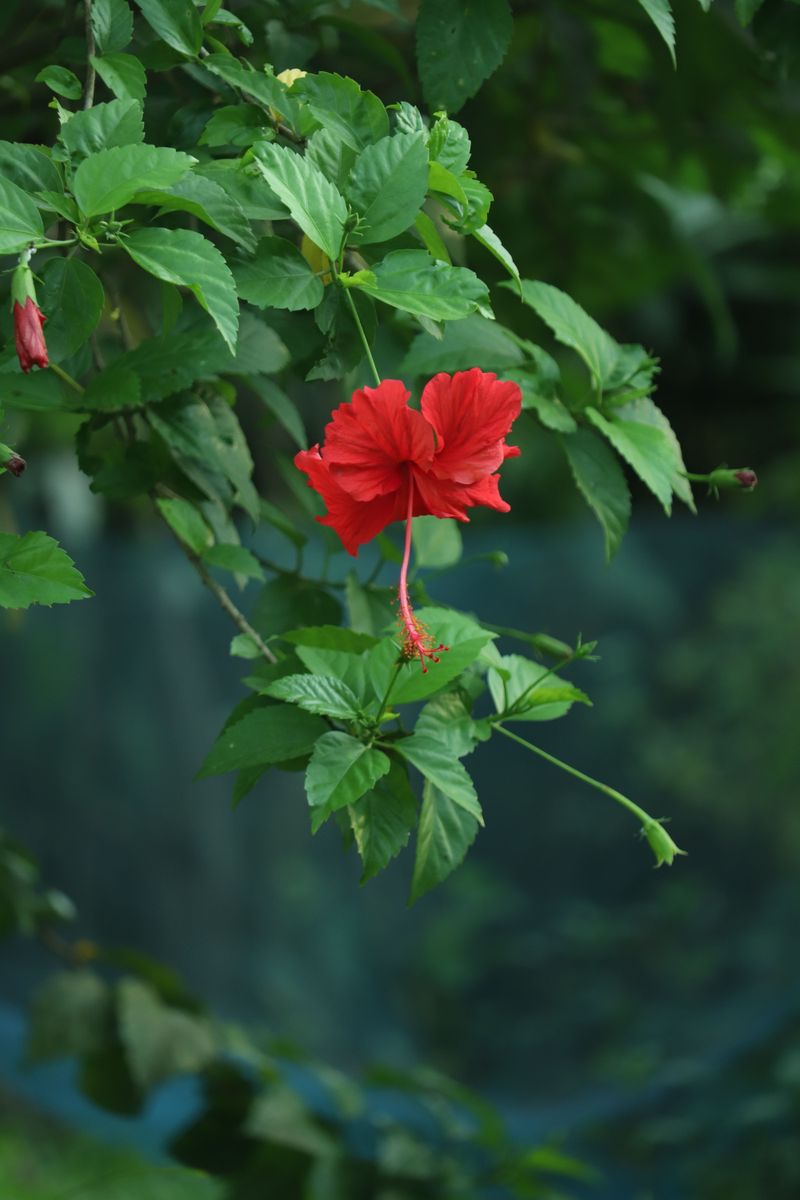 Which Plants Are Most At Risk