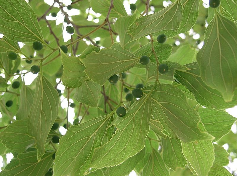 Which Plants Are Most At Risk Which Plants Are Most At Risk