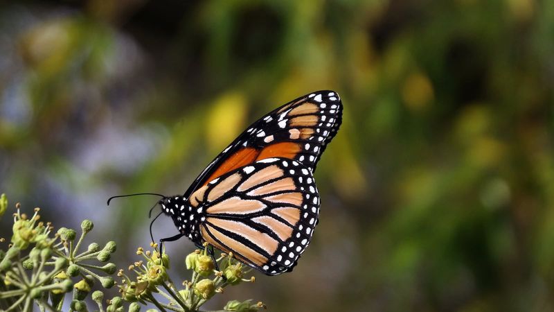 Which Pollinators Visit The Flowers Which Pollinators Visit The Flowers