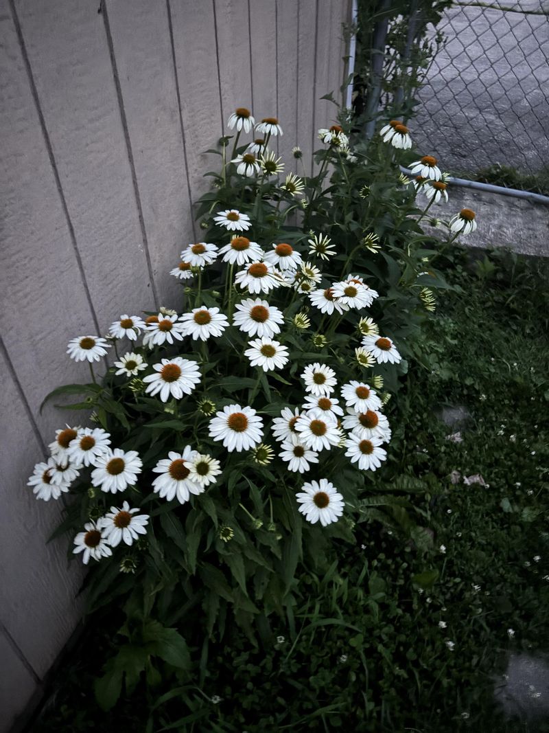 White And Pale Flowers Stand Out At Night White And Pale Flowers Stand Out At Night