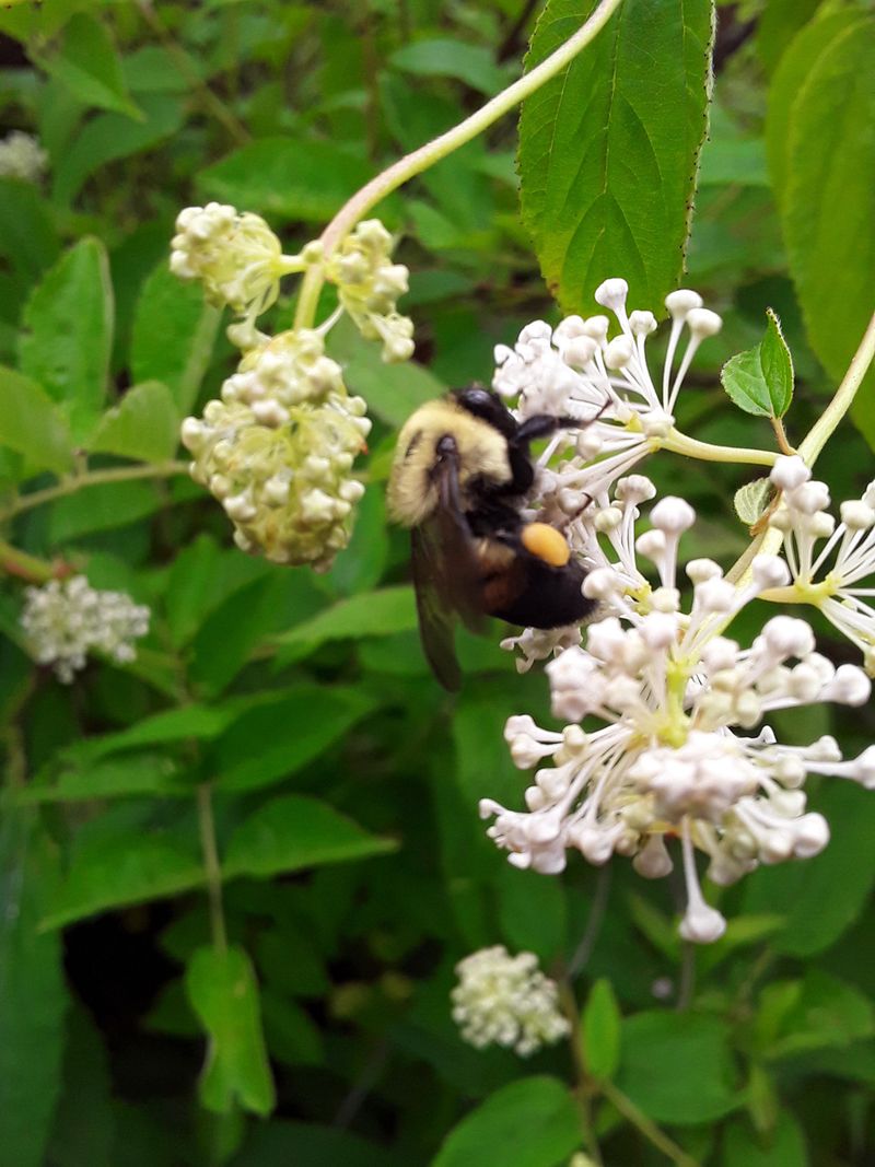 White Blooms Feed Summer Pollinators
