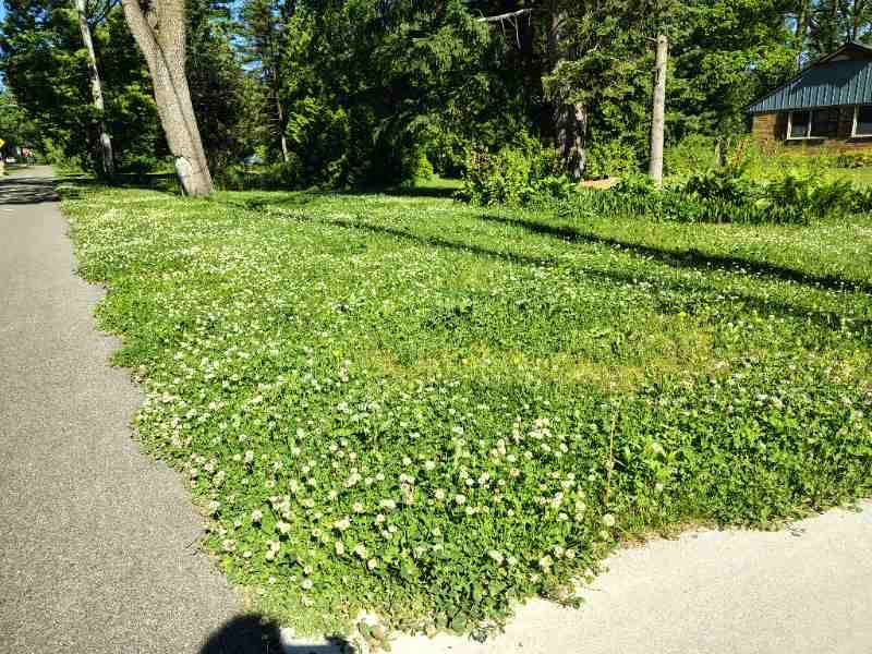 White Clover Helps Lawns Stay Green With Less Fuss White Clover Helps Lawns Stay Green With Less Fuss