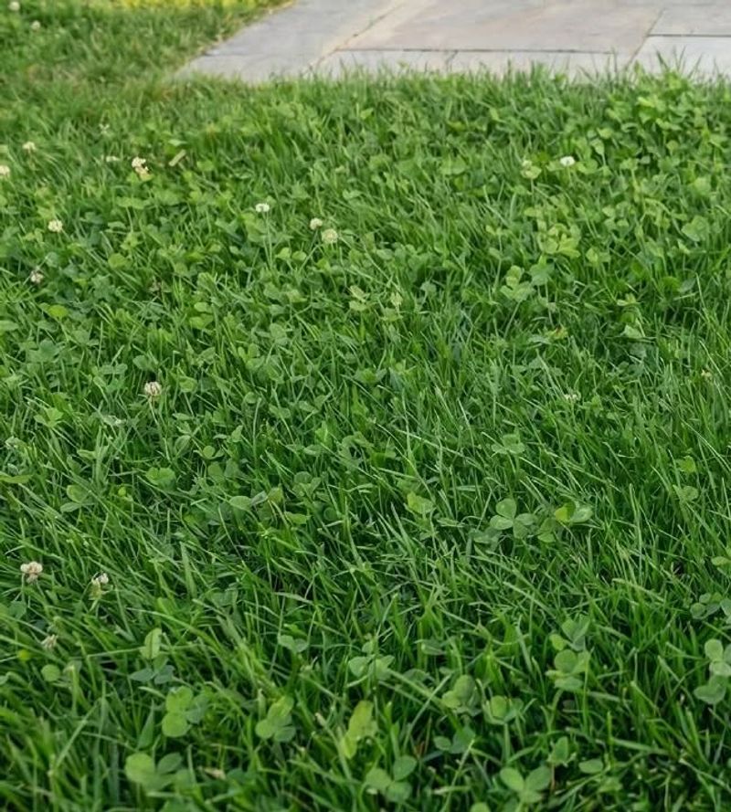 White Clover Is Native And Adapted To Michigan Lawns White Clover Is Native And Adapted To Michigan Lawns