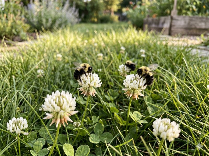White Clover Turns Low-Input Lawns Into Pollinator Patches White Clover Turns Low-Input Lawns Into Pollinator Patches