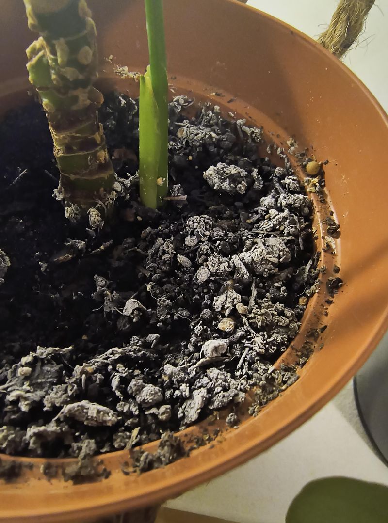 White Crust On The Potting Mix White Crust On The Potting Mix