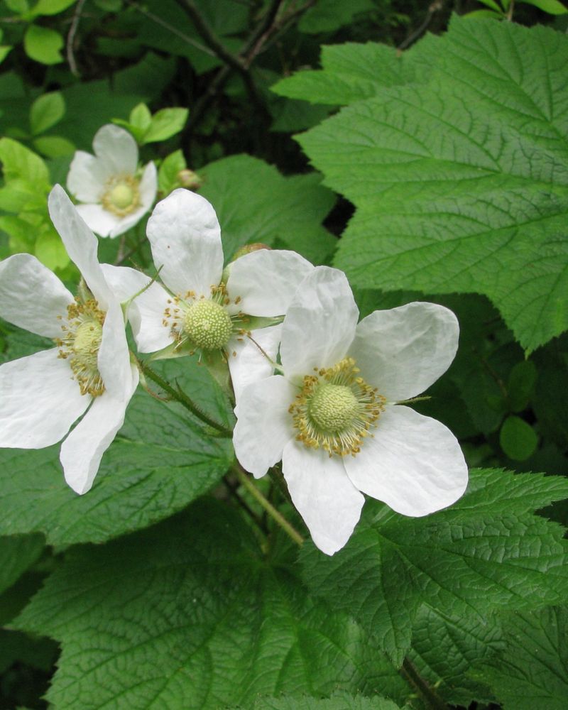 White Flowers Feed Spring Pollinators White Flowers Feed Spring Pollinators