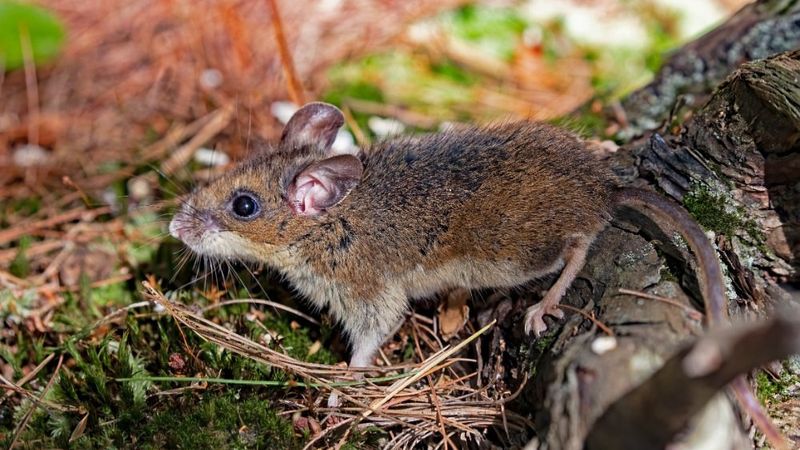 White-Footed Mice