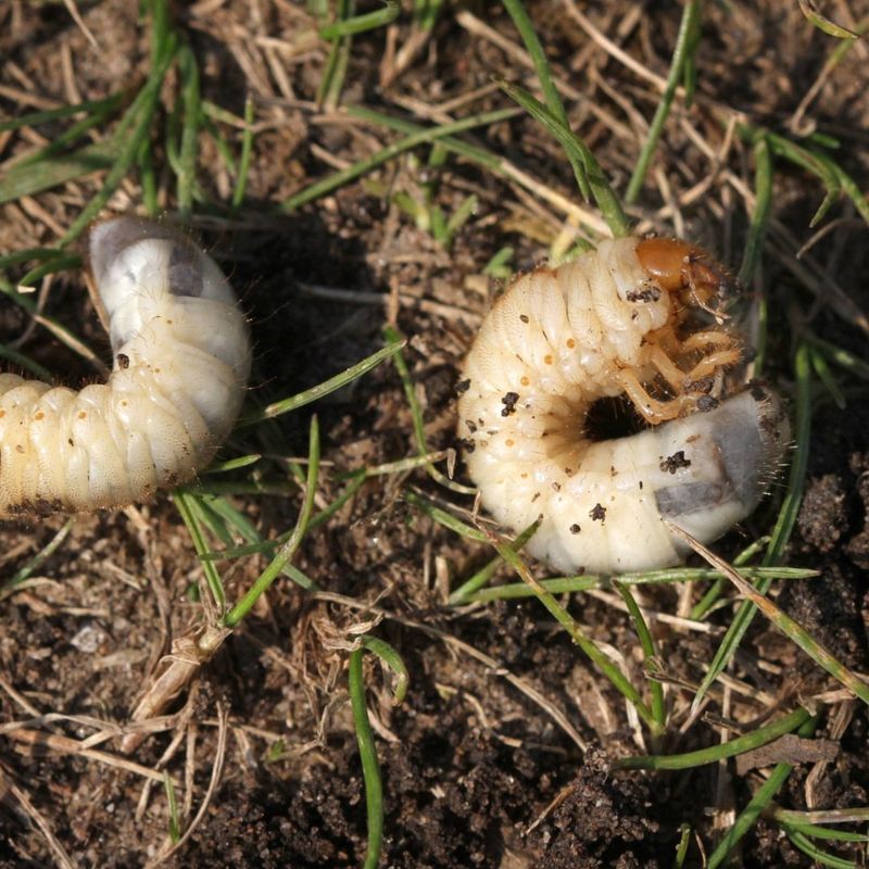 White Grubs Are The Real Problem White Grubs Are The Real Problem
