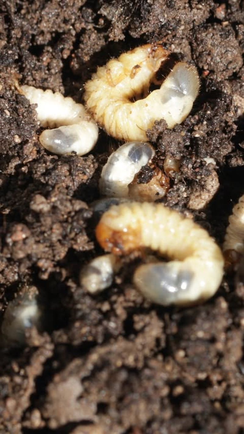White Grubs May Be Hiding Beneath Nearby Soil White Grubs May Be Hiding Beneath Nearby Soil