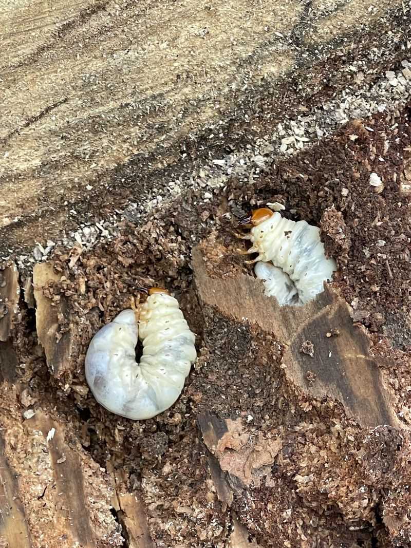 White Grubs May Be Present Beneath Nearby Turf White Grubs May Be Present Beneath Nearby Turf