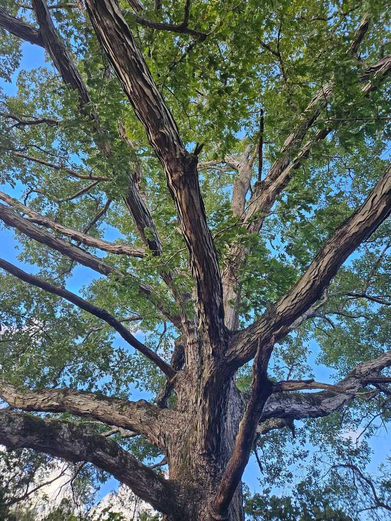 White Oak White Oak