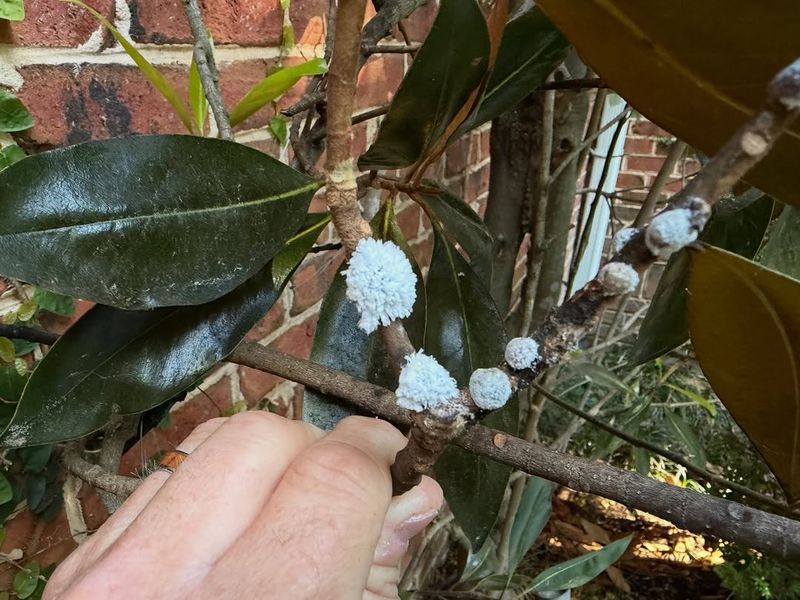 White Or Gray Bumps On The Bark