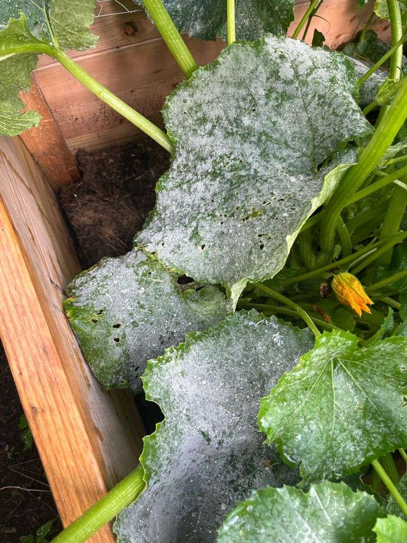 White Patches On Both Leaf Sides Are A Warning Sign
