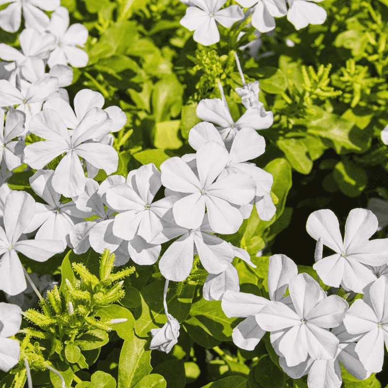 White Plumbago Brings Flowers To Morning-Sun Beds White Plumbago Brings Flowers To Morning-Sun Beds