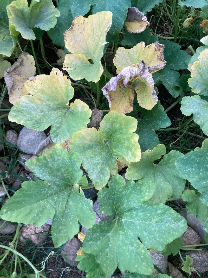 White Powder Appears On Older Leaves