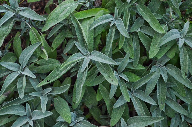 White Sage / Cleveland Sage (Salvia Apiana, S. Clevelandii)