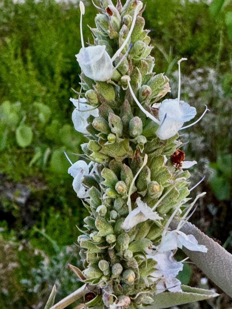 White Sage Keeps Hot Borders Open And Fragrant White Sage Keeps Hot Borders Open And Fragrant