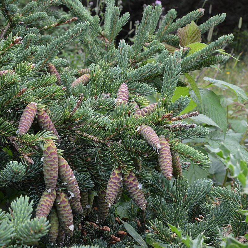 White Spruce White Spruce