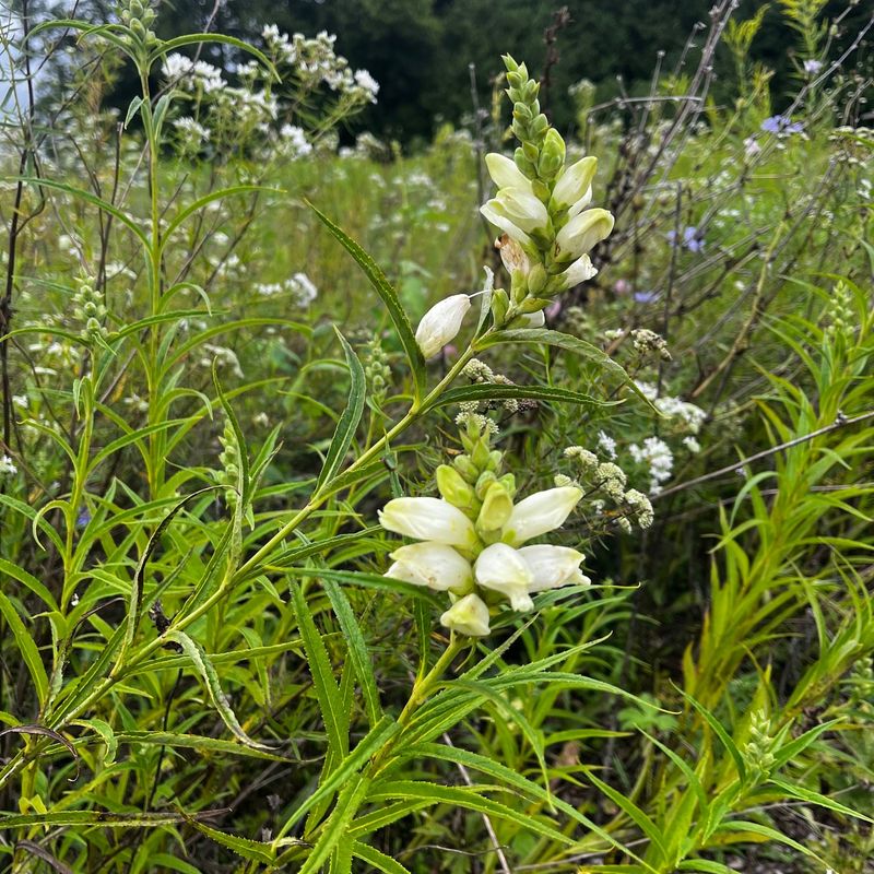 White Turtlehead White Turtlehead