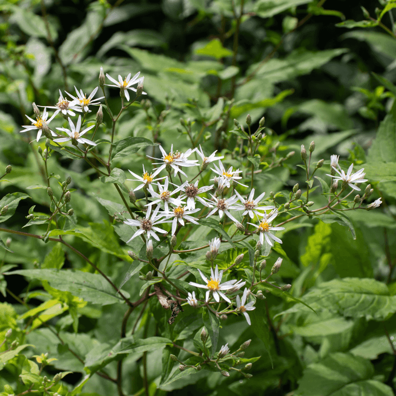 White Wood Aster Adds Late Woodland Blooms White Wood Aster Adds Late Woodland Blooms