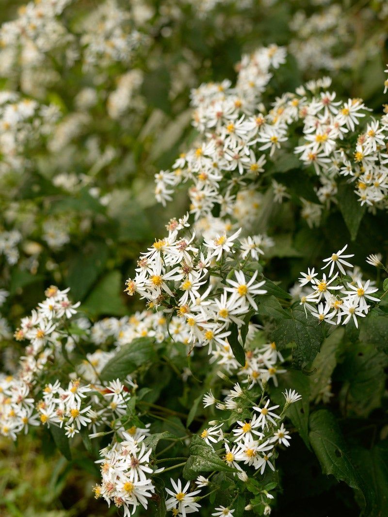 White Wood Aster Blooms In Shade White Wood Aster Blooms In Shade