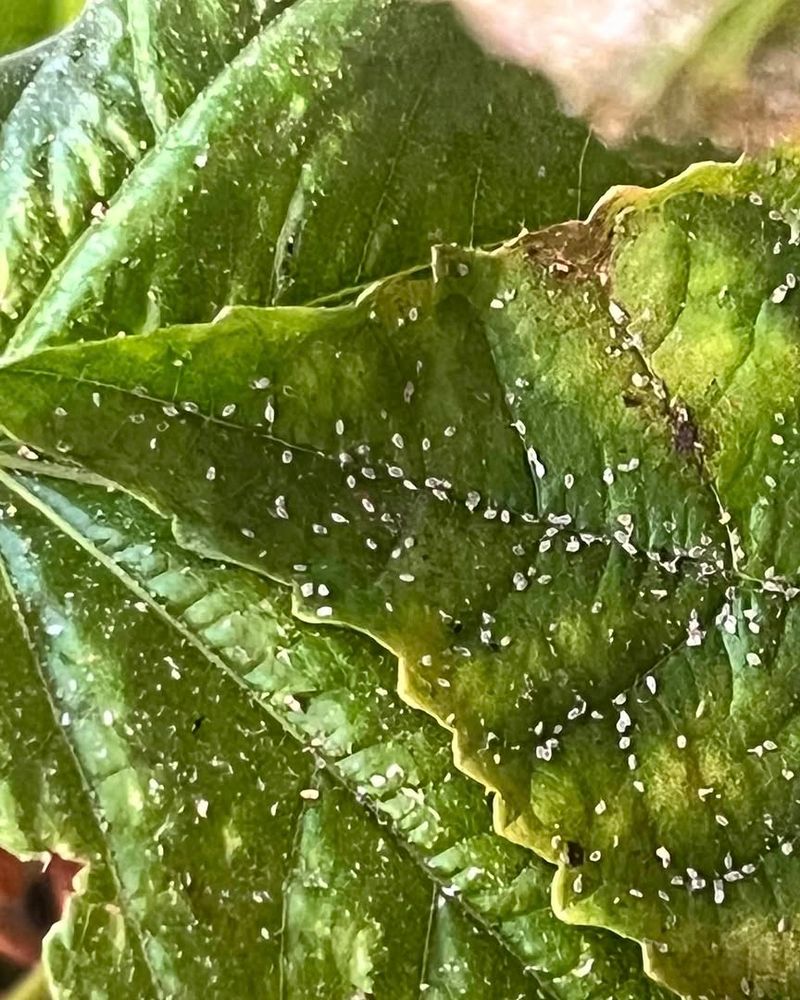 Whiteflies Multiply Faster Than You Think Whiteflies Multiply Faster Than You Think