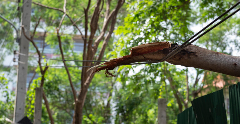 Who Is Responsible If A Neighbor’s Declining Ash Tree Threatens Your Property In Oregon?