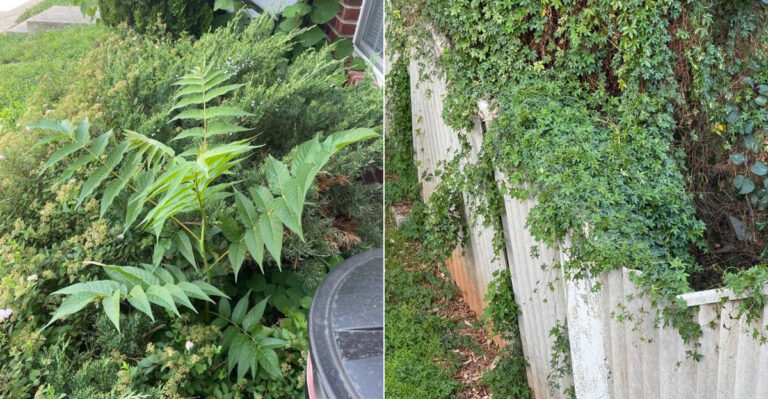 Who Is Responsible When A Neighbors Invasive Weeds Crowd Out Your Oregon Garden?
