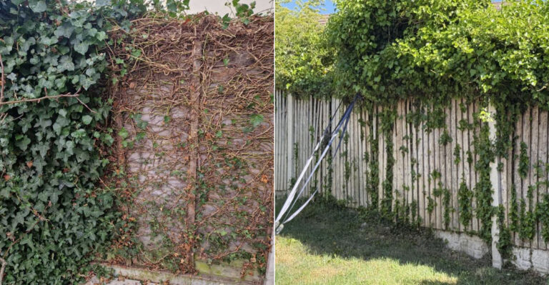 Who Is Responsible When An Oregon Neighbor’s Ivy Spreads Onto And Damages Your Fence