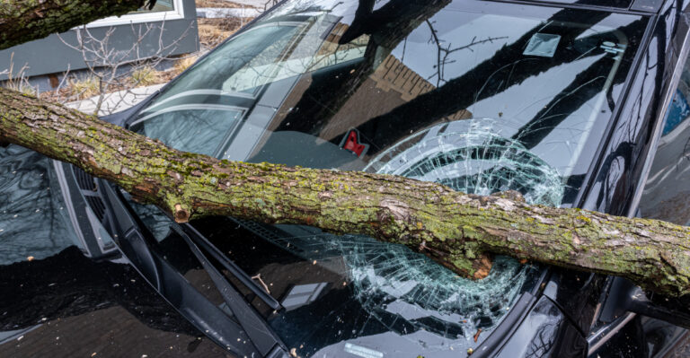 Who Pays When A California Neighbor’s Tree Damages Your Car