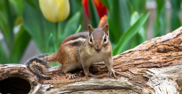 Why A Chipmunk Might Suddenly Disappear From Your Massachusetts Garden